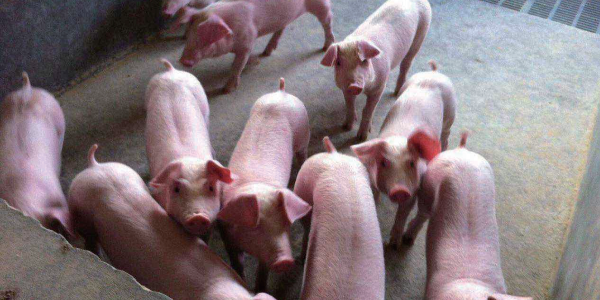 秋季养殖知识|为什么秋季猪容易发生支原体肺炎？