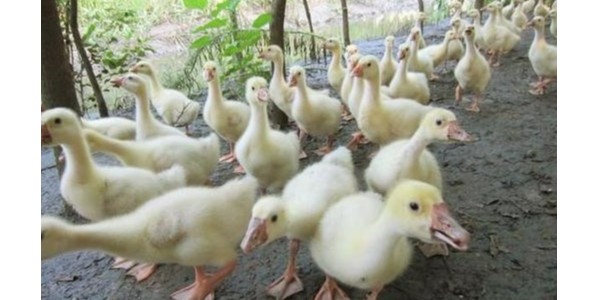 梅雨季节霉菌对雏鹅的危害