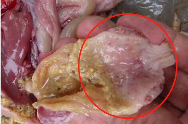 鸡脾胃炎原因分析