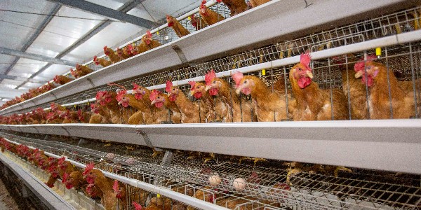 霉菌对鸡消化道的影响到底有多大？