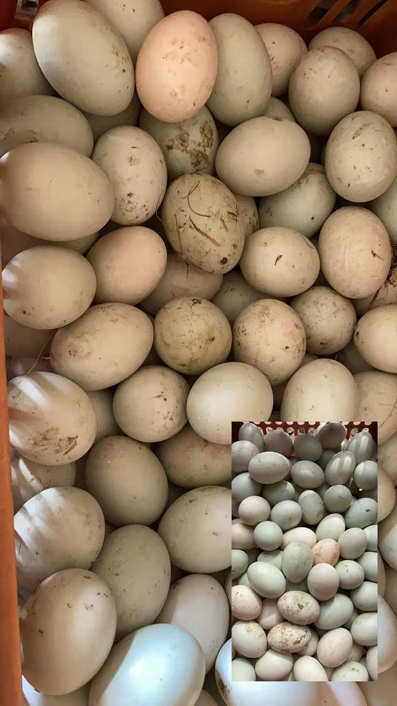 秋季蛋鸭蛋种大小不均如何应对？