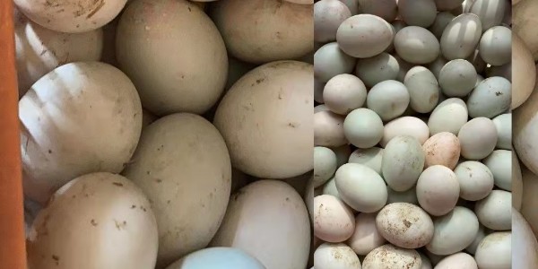 秋季蛋鸭蛋种大小不均如何应对？
