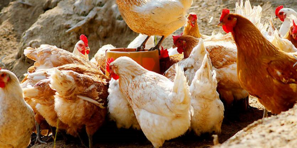 鸡呼吸道疾病类别及防治-晨源生物